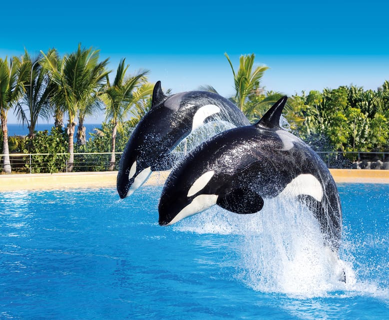 Loro Parque and Siam Park Combined Admission Tickets - Loro Parque (North Tenerife): Animal Shows, Penguin Power, and Kinderlandia