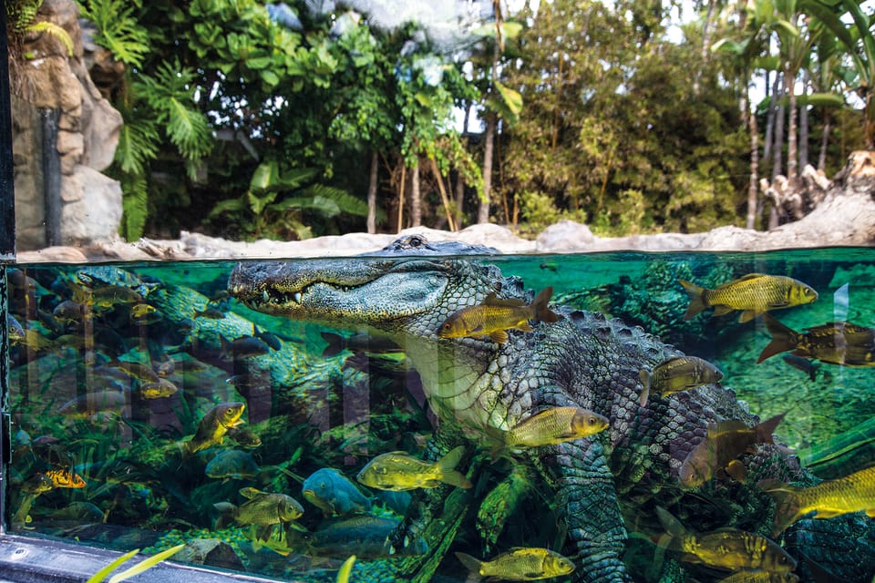 Loro Parque and Siam Park Combined Admission Tickets - How to Schedule Your Two-Canaries Days Without Burning Out