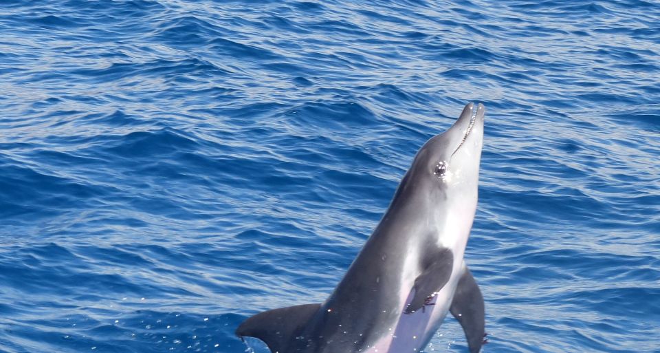 Los Cristianos Respectful No-Chase Whale and Dolphin Safari - Key highlights I’d book again