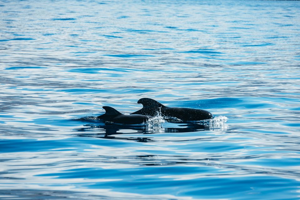 Los Cristianos Respectful No-Chase Whale and Dolphin Safari - Should you book the Los Cristianos No-Chase Whale and Dolphin Safari?