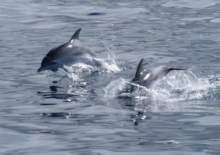 Los Cristianos Respectful No-Chase Whale and Dolphin Safari - Getting there in Los Cristianos: Zone A and the blue line