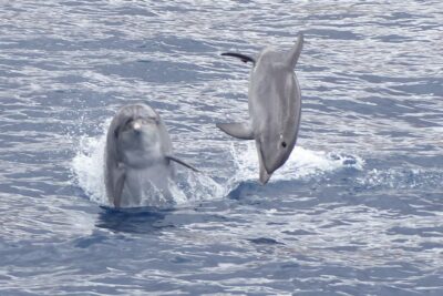 Los Cristianos Respectful No-Chase Whale and Dolphin Safari - The Bahriyeli boat: viewing comfort plus real sailing