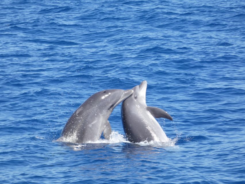 Los Cristianos Respectful No-Chase Whale and Dolphin Safari - How the 2-hour safari really runs: briefing, hunt, and watch time
