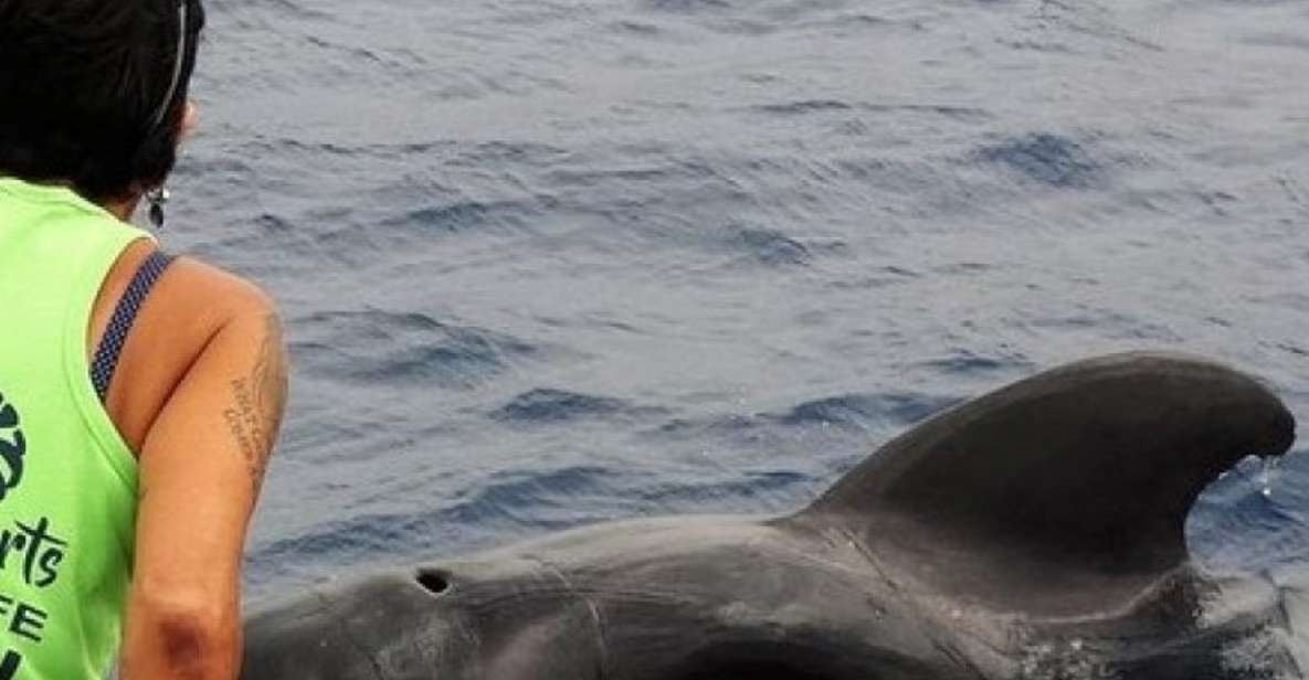 Los Cristianos Respectful No-Chase Whale and Dolphin Safari - What you might see: dolphins, pilot whales, turtles, and surprise sightings