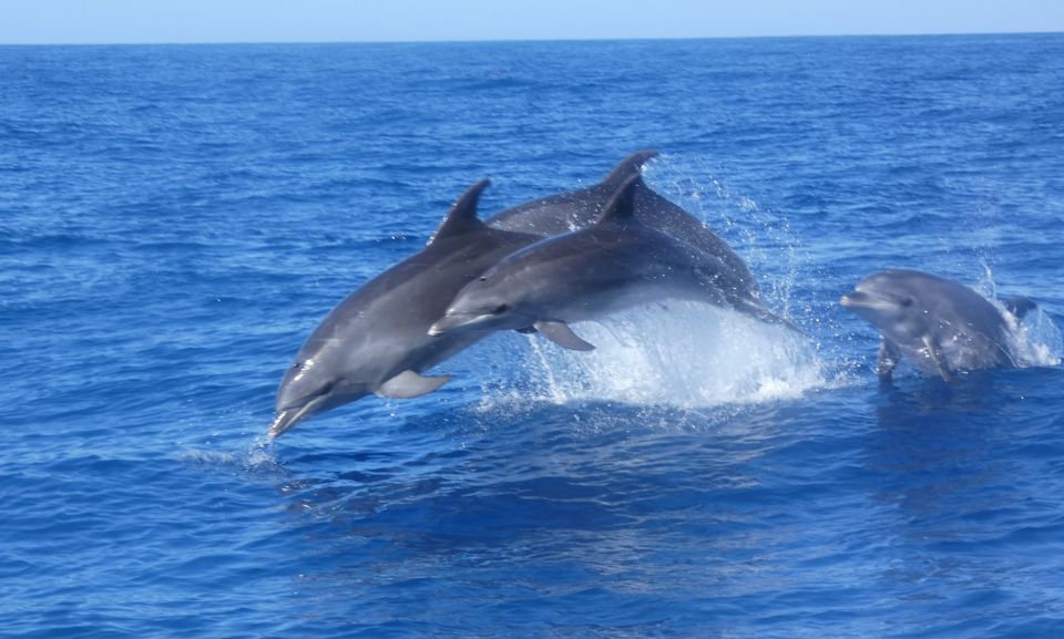 Los Cristianos Respectful No-Chase Whale and Dolphin Safari - Price and value: why $29 isn’t just about the boat