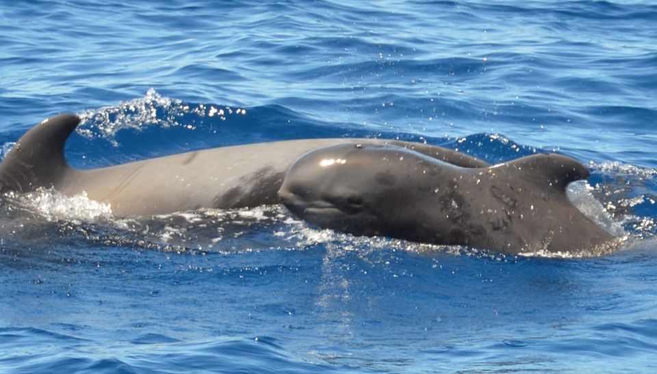 Los Cristianos Respectful No-Chase Whale and Dolphin Safari - Who this trip suits (and who should skip it)
