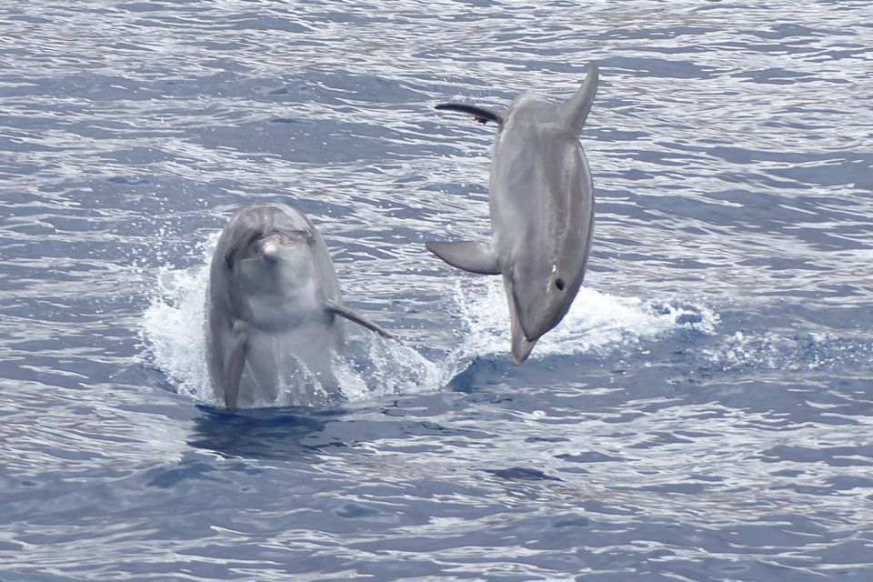 Los Cristianos Respectful No-Chase Whale and Dolphin Safari - The Bahriyeli boat: viewing comfort plus real sailing