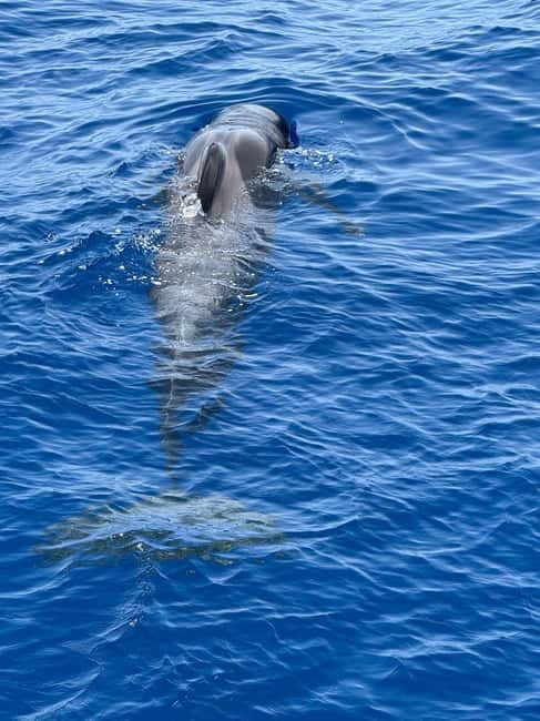 Los Cristianos: Viking Cruise Whales & Dolphins Watching - Key highlights worth planning for
