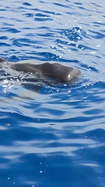 Los Cristianos: Viking Cruise Whales & Dolphins Watching - Ragnarok at Puerto de Los Cristianos: Viking vibes before you set sail