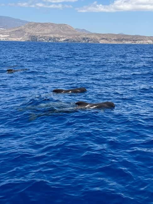 Los Cristianos: Viking Cruise Whales & Dolphins Watching - What you might spot: pilot whales, dolphins, and other surprises