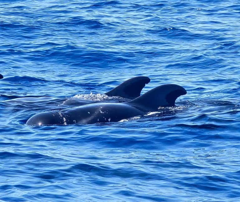 Los Cristianos: Viking Cruise Whales & Dolphins Watching - Who this trip fits well (and who should reconsider)