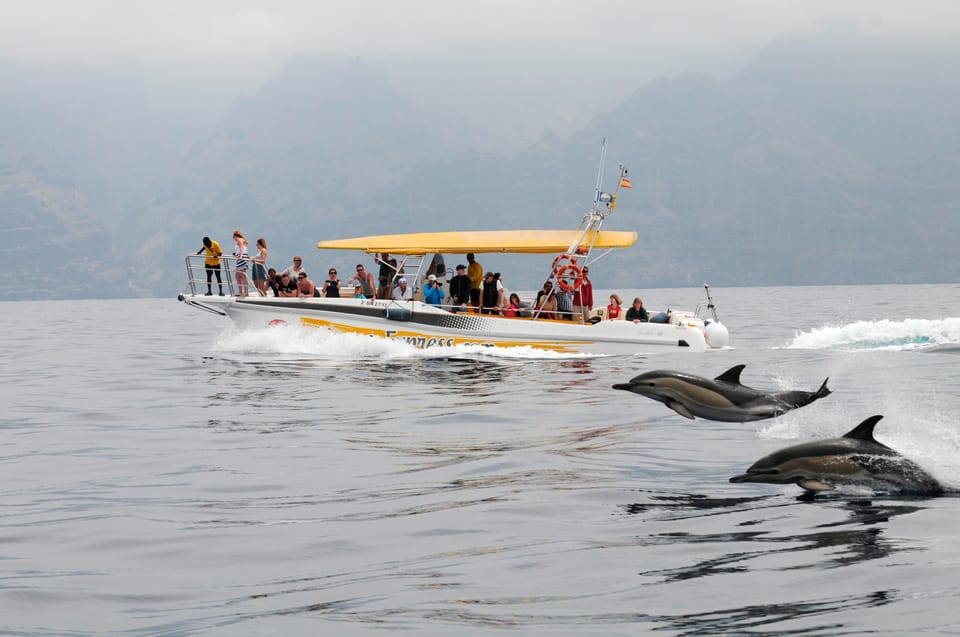 Los Gigantes: Dolphin & Whale Watching Cruise with Swim Stop - First, know what you’re buying: 2 hours, sea life, and a swim