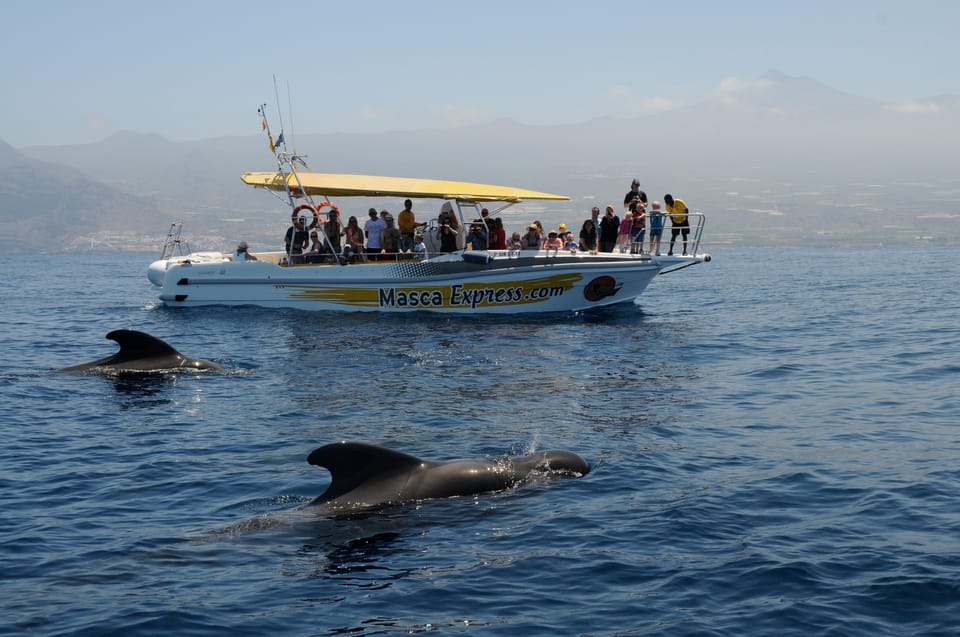 Los Gigantes: Dolphin & Whale Watching Cruise with Swim Stop - Getting to Los Gigantes Port and finding the right boat