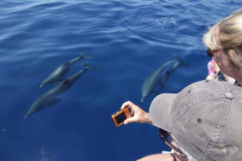 Los Gigantes: Whale or Dolphin Watching Tour and Swim in Masca - Key Points to Know Before You Go