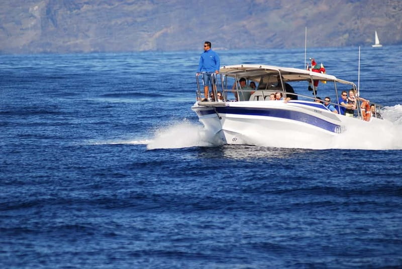 Los Gigantes: Whale or Dolphin Watching Tour and Swim in Masca - Wildlife Viewing Near Los Gigantes: How the Crew Handles Close Encounters