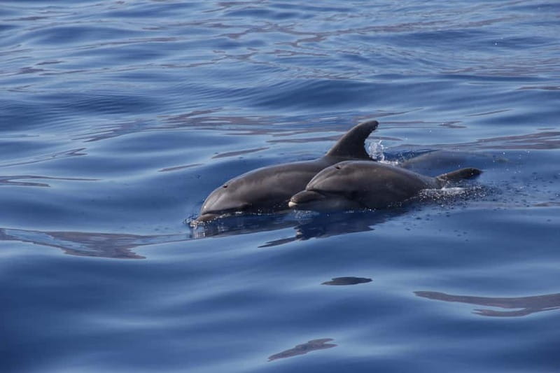 Los Gigantes: Whale or Dolphin Watching Tour and Swim in Masca - A Few Smart Tips That Can Improve Your Odds
