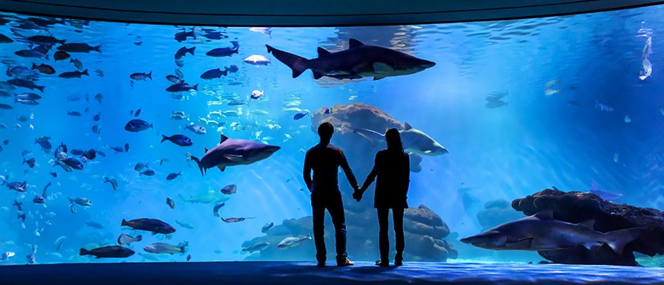 Mallorca: Palma Aquarium Entry Ticket w/ Optional 3D Cinema - Price and Value: Is $36 a Smart Buy?