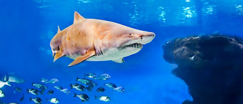 Mallorca: Palma Aquarium Entry Ticket w/ Optional 3D Cinema - Following the 8 Themed Habitats Across More Than 1 km