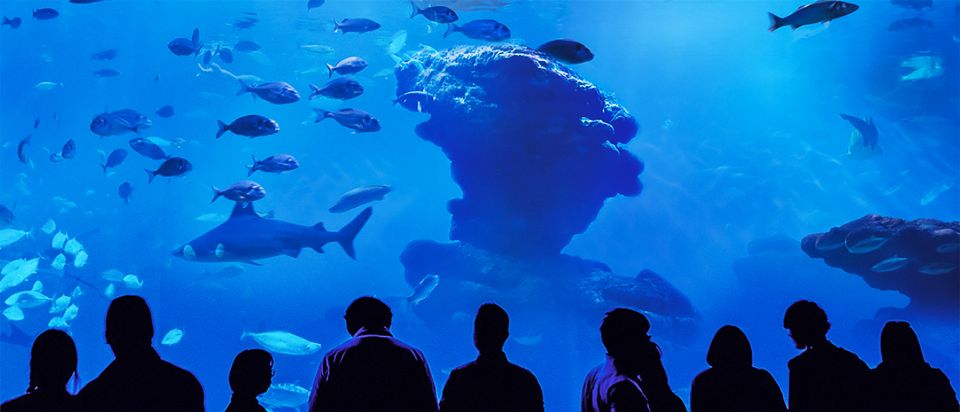 Mallorca: Palma Aquarium Entry Ticket w/ Optional 3D Cinema - Daily Feedings: How to Time Your Visit Around Real Animal Moments