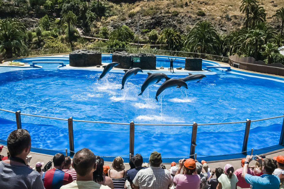 Maspalomas: Palmitos Park Ticket with Dolphin and Bird Shows - Dolphin show at the new dolphinarium: the big moment