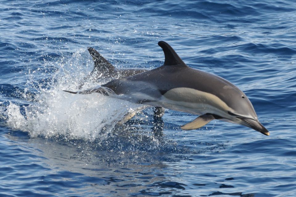 Morro Jable: Dolphin & Whale Watching Cruise, Drinks & Swim - Quick practical tips before you go