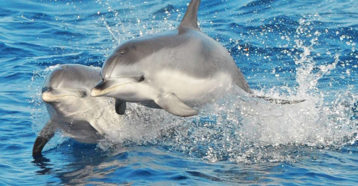 Morro Jable: Dolphin & Whale Watching Cruise, Drinks & Swim - Getting there: Morro Jable port timing (and pickup reality)