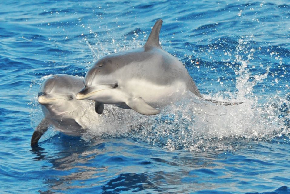 Morro Jable: Dolphin & Whale Watching Cruise, Drinks & Swim - The search itself: how staff increase your odds (without harming animals)