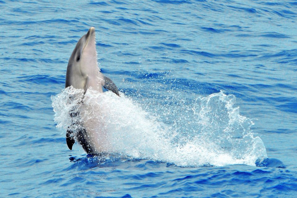 Morro Jable: Dolphin & Whale Watching Cruise, Drinks & Swim - Included drinks and the on-board atmosphere that keeps it fun