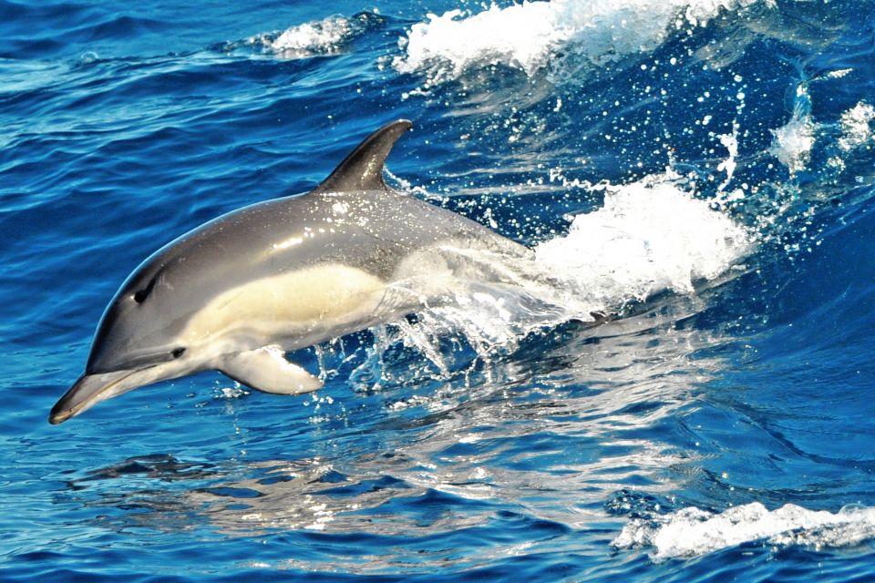 Morro Jable: Dolphin & Whale Watching Cruise, Drinks & Swim - The Jandía swim stop: how it breaks up the cruise