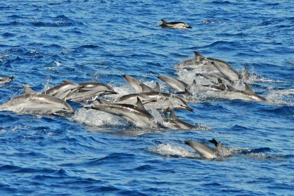 Morro Jable: Dolphin & Whale Watching Cruise, Drinks & Swim - Species you might spot: dolphins, whales, and bonus sea life