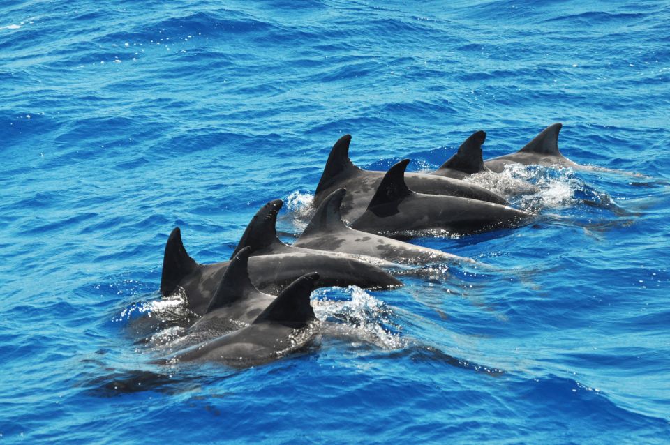 Morro Jable: Dolphin & Whale Watching Cruise, Drinks & Swim - Pricing and value: what $58 really covers