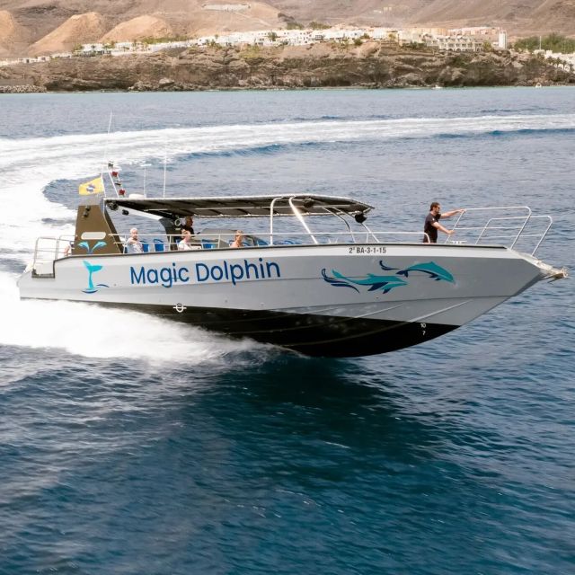 Morro Jable: Dolphin & Whale Watching Cruise, Drinks & Swim - Who should book this cruise (and who might not love it)