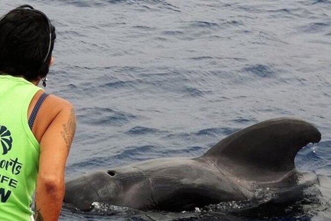 No chase Whale & Dolphin tour putting Marine Life first - we care - Key things to know before you go
