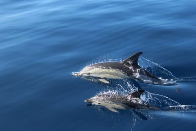 No chase Whale & Dolphin tour putting Marine Life first - we care - The No-Chase Rule: Why It Changes the Whole Experience