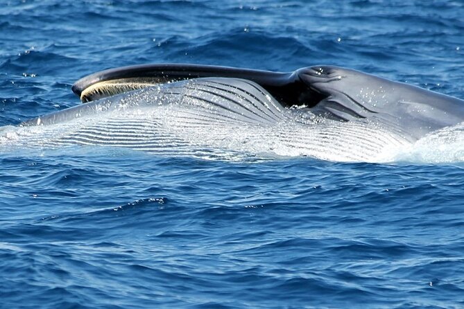 No chase Whale & Dolphin tour putting Marine Life first - we care - What the Crew Does When You Spot Something