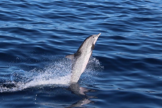 No chase Whale & Dolphin tour putting Marine Life first - we care - Price and Value: Why $30-ish Can Still Feel Fair