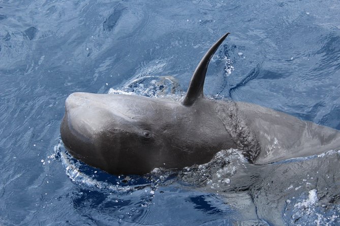 No chase Whale & Dolphin tour putting Marine Life first - we care - Who Should Book This Tour (And Who Might Be Happier Elsewhere)