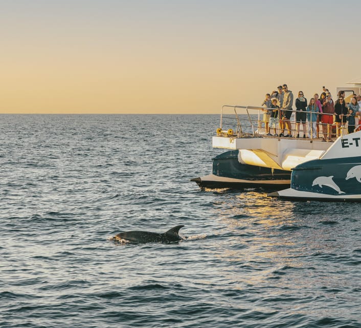 Port d'Alcudia: Sunrise at Sea & Dolphin Watching Boat Tour - Dolphin watching time: wild encounters, but with space and patience
