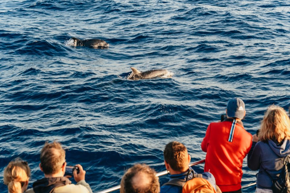 Port d'Alcudia: Sunrise at Sea & Dolphin Watching Boat Tour - The coastal sightseeing cruising that connects the dots