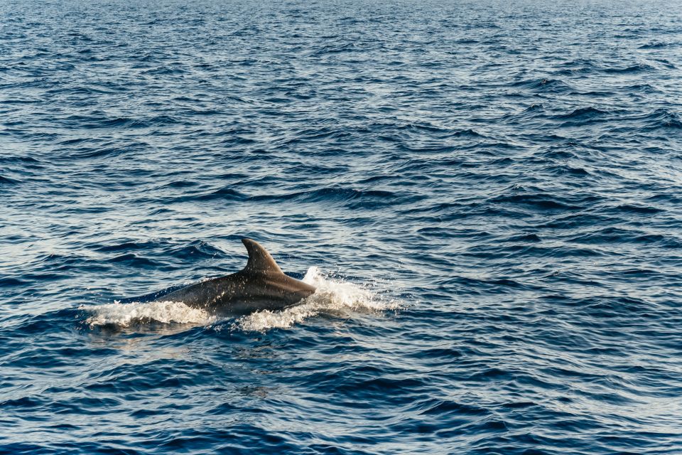 Port d'Alcudia: Sunrise at Sea & Dolphin Watching Boat Tour - Chilly water, damp seats, and photo tips that actually help