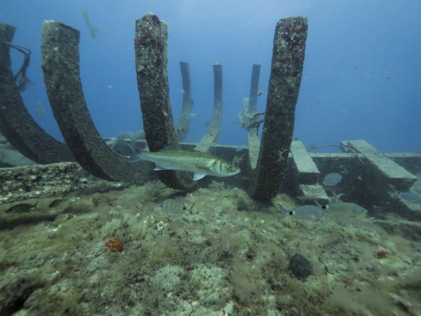 Puerto de Mogán: Submarine Tour - Windows, shipwrecks, and the seabed you can actually see