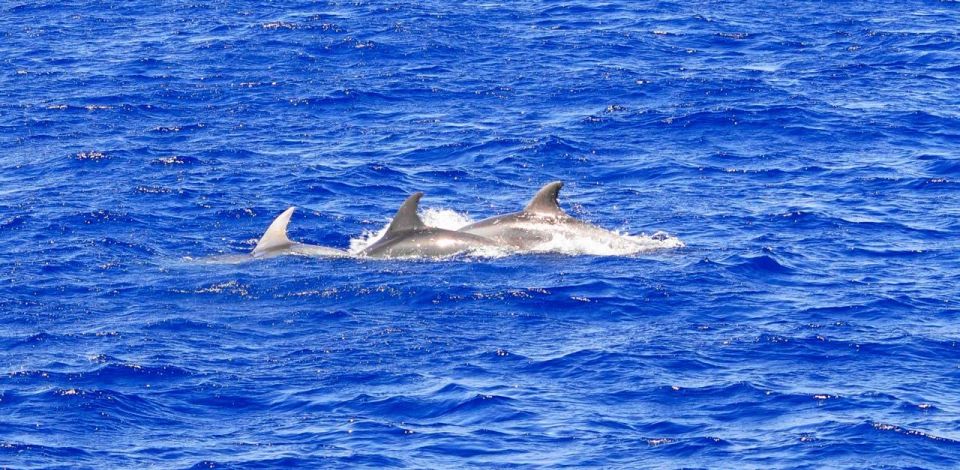 Santa Ponsa: Dolphin Watching Cruise - From the jetty at Playa de Santa Ponsa: the vibe and the route feel