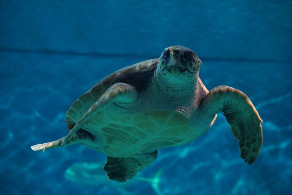 Seville Aquarium Admission Ticket - Timing and route flow: how to plan your 90 minutes