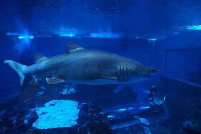Seville Aquarium Admission Ticket - Seville Aquarium: A self-guided voyage, not just fish tanks
