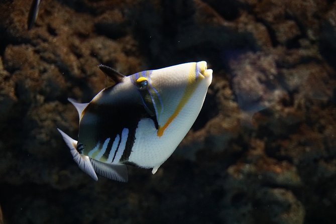 Seville Aquarium Admission Ticket - Atlantic and Amazon: Ocean creatures plus rainforest-style twists
