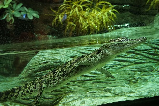Seville Aquarium Admission Ticket - The axolotl installation: a conservation stop with real substance