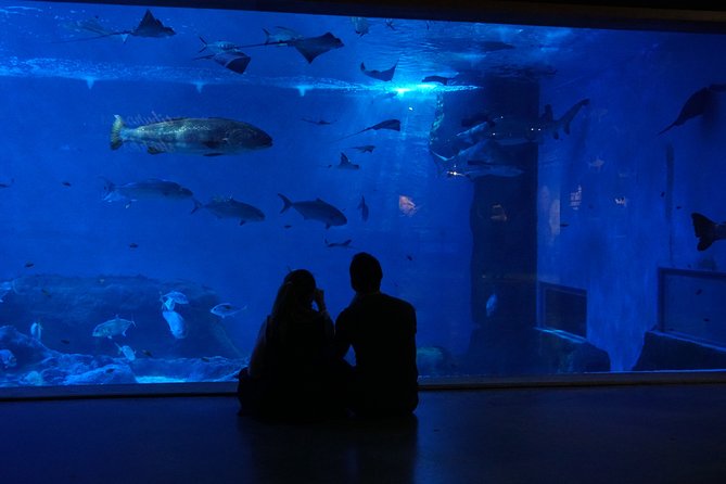 Seville Aquarium Admission Ticket - What you’ll see: jellyfish, rays, turtles, and more