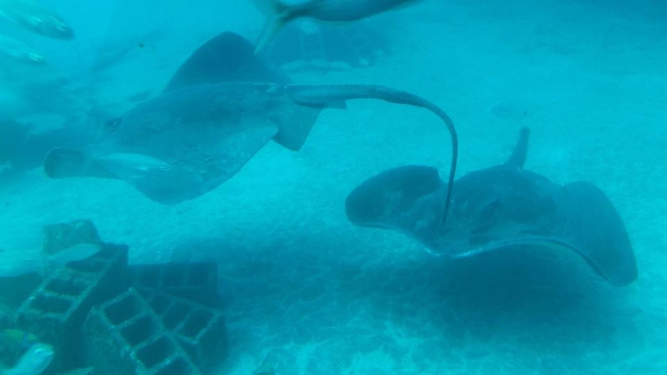 Southern Tenerife: 50-Minute Submarine Dive - Divers Doing the Work for Better Underwater Views