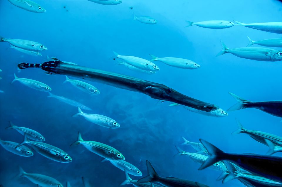 Southern Tenerife: 50-Minute Submarine Dive - Time, Transfers, and How to Plan Your Day in Southern Tenerife