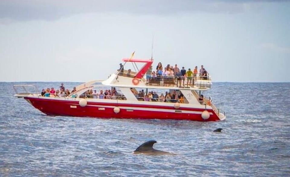 Tenerife: Eco-Yacht Whale and Dolphin Watching and Swimming - Should you book this eco-yacht whale watching trip?